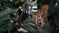 Eulenfalter - Caligo memnon 