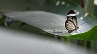 Glasfl�gelfalter