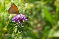 Gro�es Ochsenauge