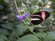 Heliconius erato phyllis