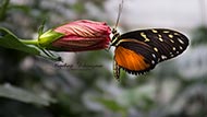Heliconius melpomene
