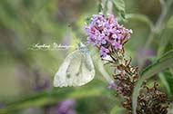 Kohl Schmetterling