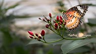 Leopard - Cethosia cyane