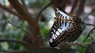 Solitary Parthenos Sylvia