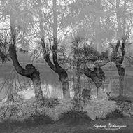 Mehrfachbelichtung Bäume