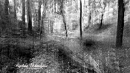 ICM S/W Wald