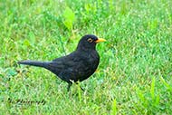 Amsel