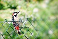 Buntspecht