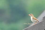 Haussperling/Spatz