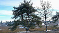 Mehlinger Heide