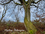 Wanderung - Winnweiler