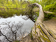 Retzberg Weiher