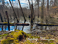 Retzbergweiher