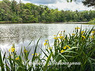 Retzbergweiher